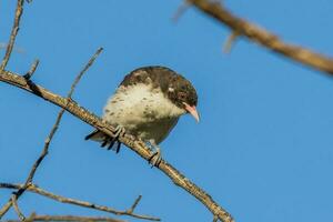 Painted Honeyeater in Australia photo