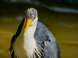 Pied Heron in Australia photo