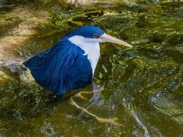 de varios colores garza en Australia foto