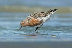 Red or Lesser Knot photo