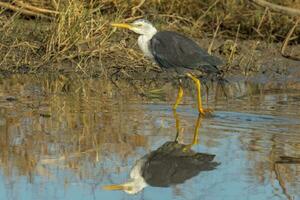 Pied Heron in Australia photo