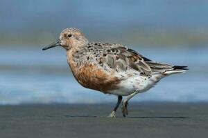 Red or Lesser Knot photo