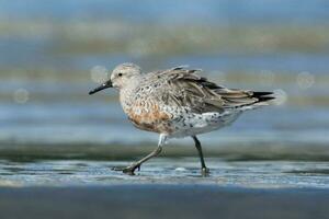 Red or Lesser Knot photo