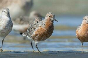 Red or Lesser Knot photo