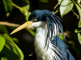 de varios colores garza en Australia foto