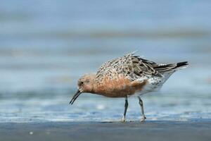 Red or Lesser Knot photo