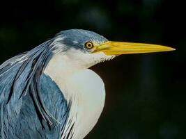 Pied Heron in Australia photo