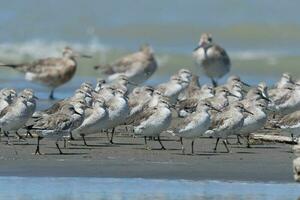 Red or Lesser Knot photo