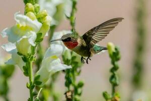 colibrí garganta rubí foto