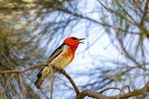 escarlata pájaro azucar en Australia foto