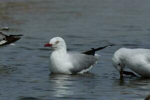 Silver Gull in Australia photo