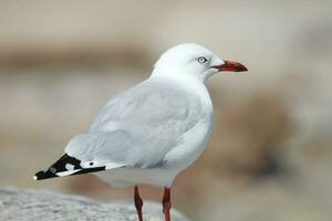 plata gaviota en Australia foto