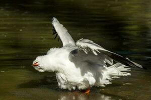 plata gaviota en Australia foto