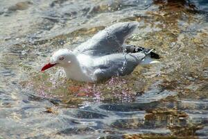 Silver Gull in Australia photo