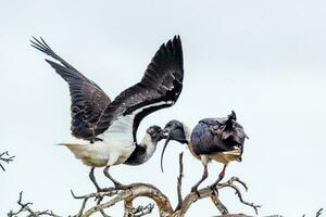 Straw Necked Ibis photo