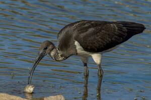 Paja cuello ibis foto