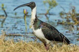 Straw Necked Ibis photo