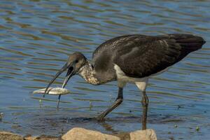 Straw Necked Ibis photo