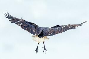 Straw Necked Ibis photo