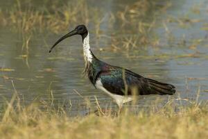 Paja cuello ibis foto