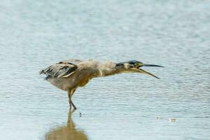 Striated Heron in Australia photo