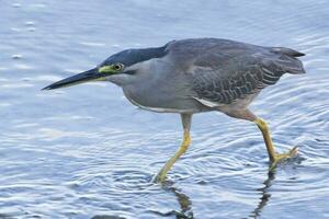 Striated Heron in Australia photo