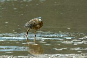 Striated Heron in Australia photo