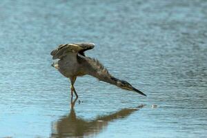 Striated Heron in Australia photo