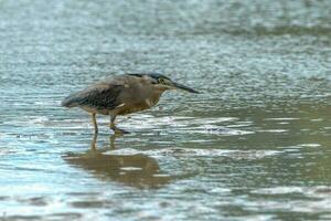 Striated Heron in Australia photo