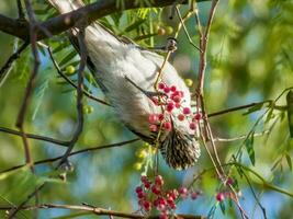 Striped Honeyeater in Australia photo