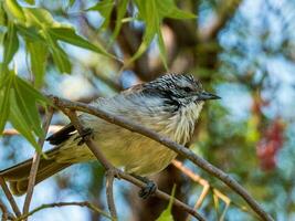 Striped Honeyeater in Australia photo