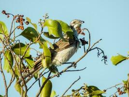 Striped Honeyeater in Australia photo