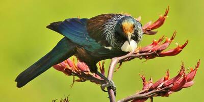 tui pájaro azucar en nuevo Zelanda foto