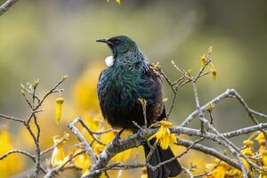 tui pájaro azucar en nuevo Zelanda foto