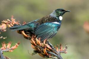 tui pájaro azucar en nuevo Zelanda foto