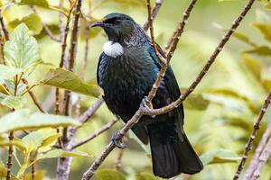 tui pájaro azucar en nuevo Zelanda foto