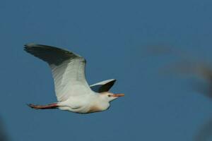 Western Cattle Egret photo