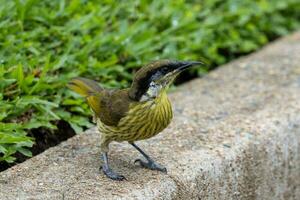 Varied Honeyeater in Australia photo