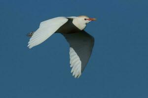 Western Cattle Egret photo