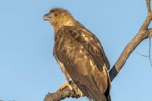 Whistling Kite in Australia photo