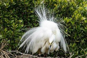 White Heron in New Zealand photo