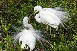 White Heron in New Zealand photo