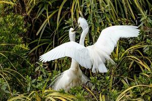 White Heron in New Zealand photo