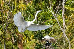 White Heron in New Zealand photo