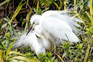 White Heron in New Zealand photo