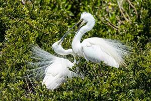 White Heron in New Zealand photo