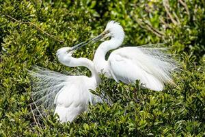 White Heron in New Zealand photo