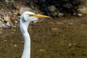 White Heron in New Zealand photo