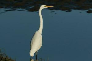 White Heron in New Zealand photo