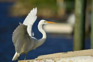 White Heron in New Zealand photo